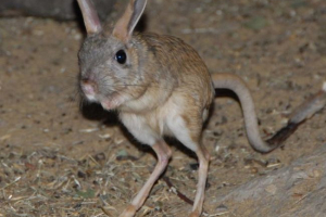 Big tuschchik (zając ziemia) Big tuschchik (zając ziemia)